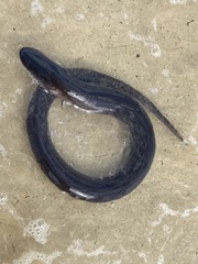 Amphiuma