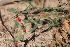 Chenopodium nutans nutans