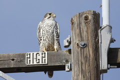 Prairie Falcon photo 4