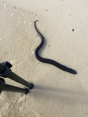 Amphiuma