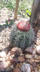 Melocactus zehntneri