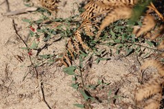 Chenopodium nutans nutans