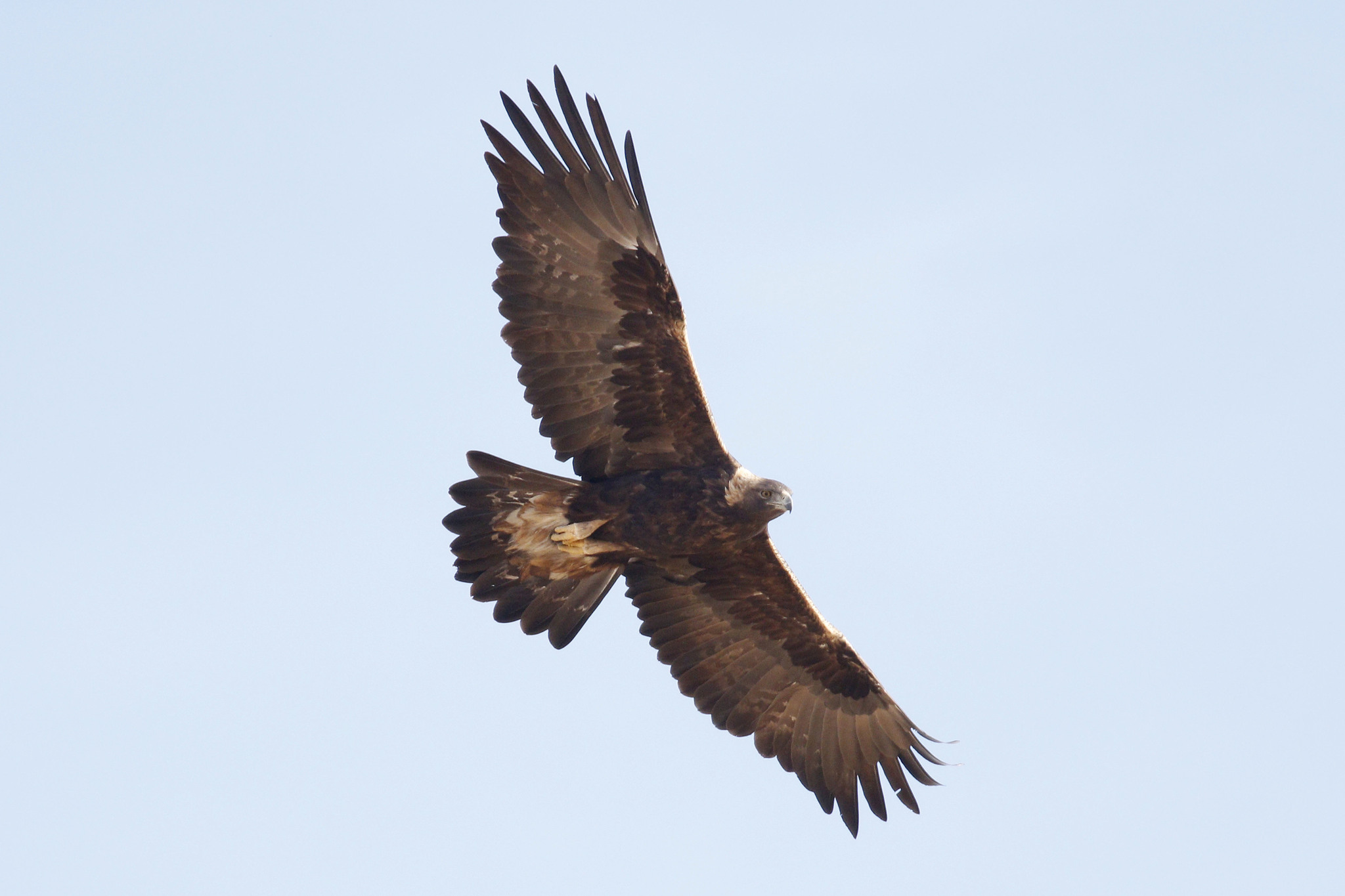 Águila Real (Aquila chrysaetos) · NaturaLista Mexico