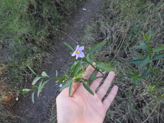 Solanum amygdalifolium