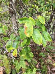 Antidesma platyphyllum