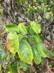 Antidesma platyphyllum