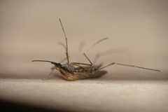 Aedes albifasciatus