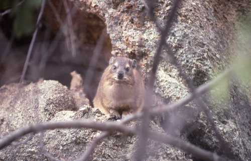 Procavia capensis