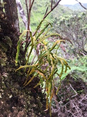 Psilotum complanatum