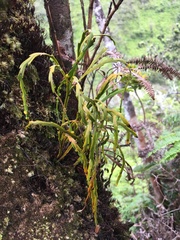 Psilotum complanatum