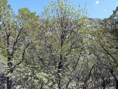 Quercus emoryi