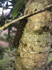 Hemileuca maia