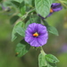 Lycianthes lycioides - Photo (c) Apipa,  זכויות יוצרים חלקיות (CC BY-NC), uploaded by Apipa