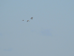 Pterocles orientalis