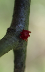 Dryocosmus floridensis