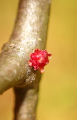Dryocosmus floridensis