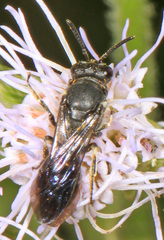 Hylaeus schwarzii