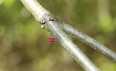 Dryocosmus floridensis