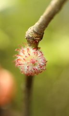Dryocosmus floridensis