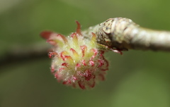 Dryocosmus floridensis