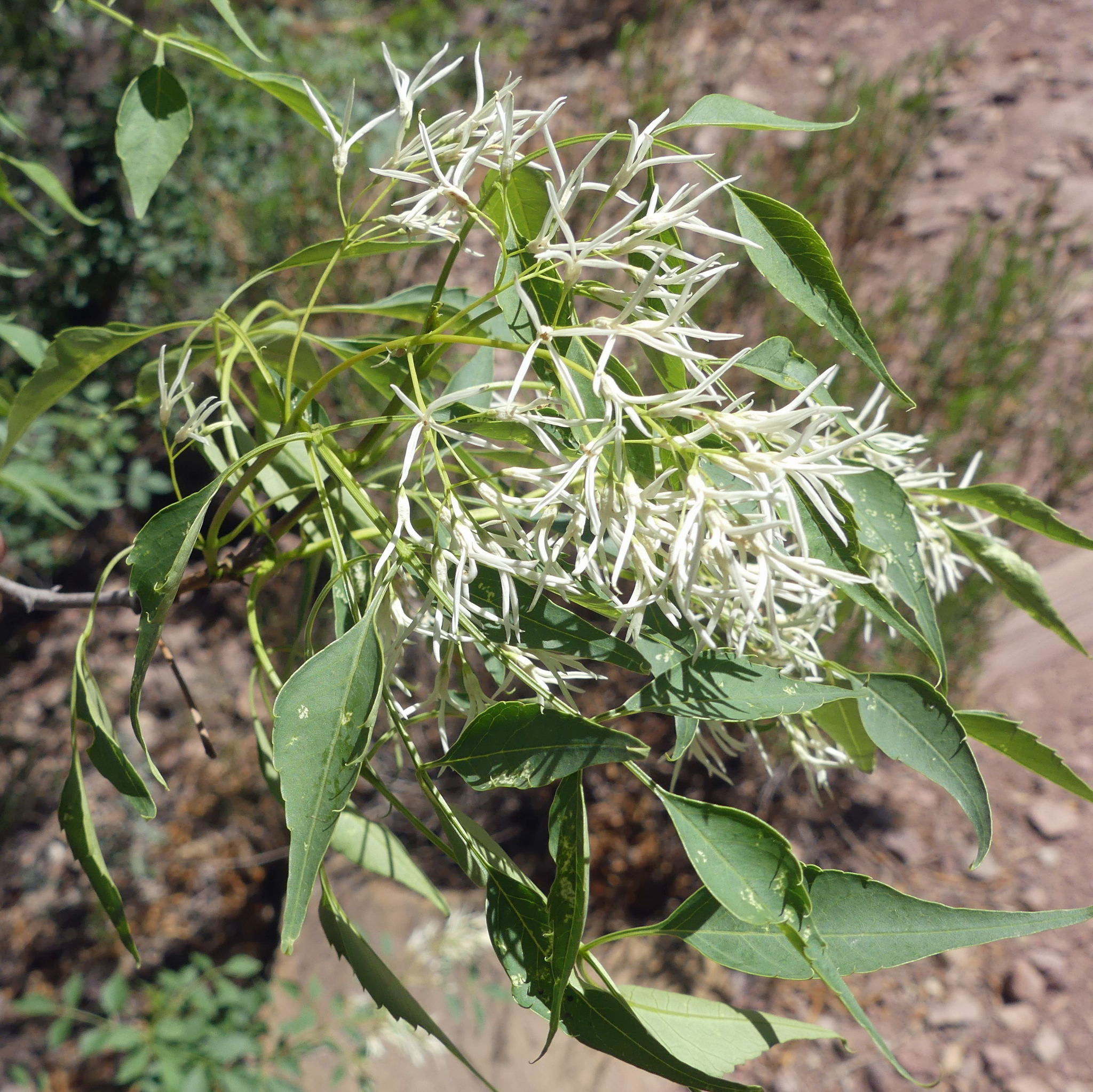 Fraxinus greggii (Little Leaf Ash) - Mountain States Wholesale Nursery