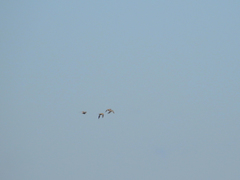 Pterocles orientalis