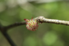Dryocosmus floridensis