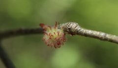 Dryocosmus floridensis