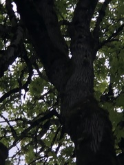Sphyrapicus ruber