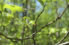Dryocosmus floridensis