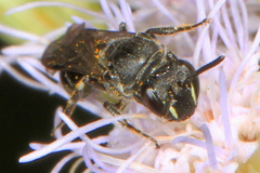 Hylaeus schwarzii