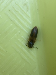 Tetralimonius ornatulus