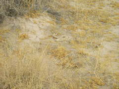 Crotalus cerastes laterorepens