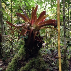 Tillandsia biflora