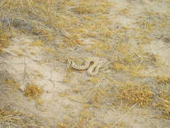 Crotalus cerastes laterorepens