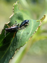 Lysathia ludoviciana