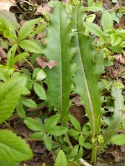 Eryngium foetidum