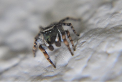 Habronattus cambridgei