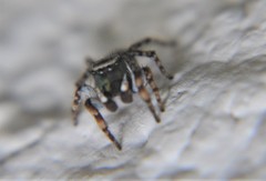 Habronattus cambridgei
