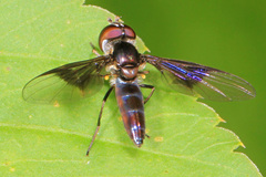 Ocyptamus dimidiatus