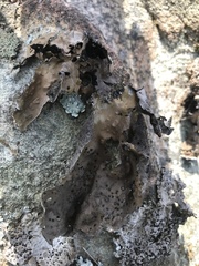 Lasallia pensylvanica