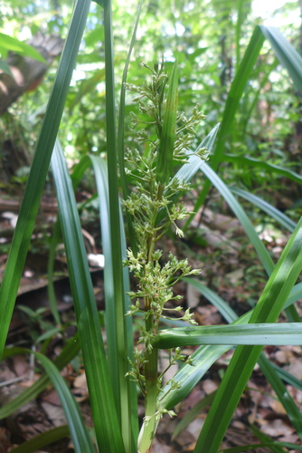 Becquerelia cymosa image