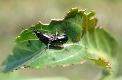 Lysathia ludoviciana