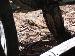 Aspidoscelis parvisocius