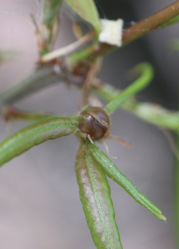 Zapatella oblata