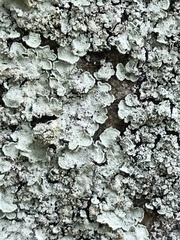 Lepraria normandinoides