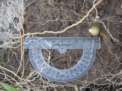 Corbicula largillierti