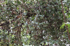 Struthanthus interruptus