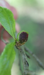 Dryocosmus quercuslaurifoliae