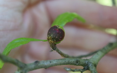 Dryocosmus quercuslaurifoliae